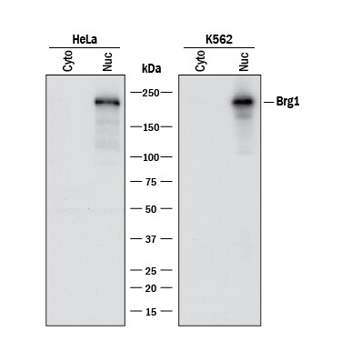 Detection of Human Brg1 antibody by Western Blot.