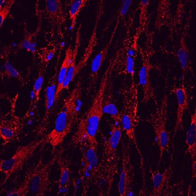 Otolin-1 antibody in differentiated BG01V Human Embryonic Stem Cells by Immunocytochemistry (ICC).