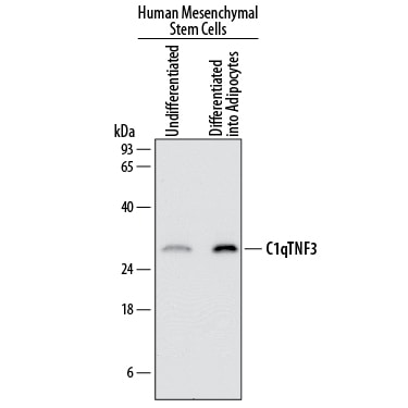 Detection of Human CTRP3/C1qTNF3/CORS26 antibody by Western Blot.