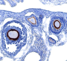 C4 by Immunohistochemistry (IHC-Fr).4A/LYPD3 antibody in Mouse Ovary by Immunohistochemistry (IHC-Fr).