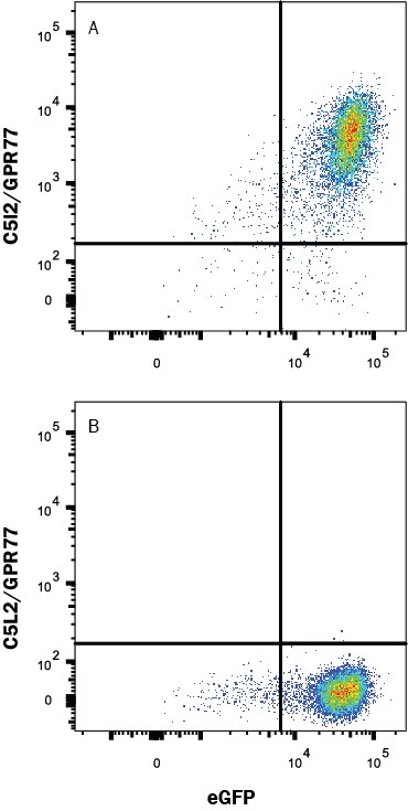 Detection of C5L2/GPR77 antibody in HEK293 Human Cell Line Transfected with Human C5L2/GPR77 and eGFP antibody by Flow Cytometry.