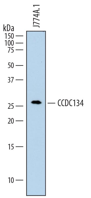 Detection of Mouse CCDC134 antibody by Western Blot.