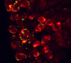 CCK-A R antibody in Rat Pancreas by Immunohistochemistry (IHC-Fr).