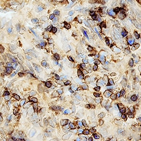 CCL11/Eotaxin antibody in Rat Intestine by Immunohistochemistry (IHC-Fr).