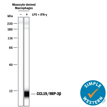 Detection of Human CCL19/MIP-3 beta  antibody by Simple WesternTM.