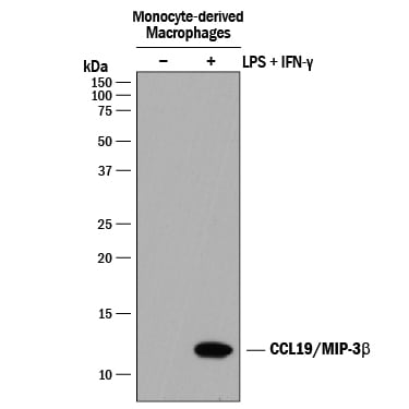 Detection of Human CCL19/MIP-3 beta  antibody by Western Blot.