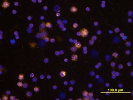 CCL19/MIP-3 beta  antibody in Mouse Splenocytes by Immunocytochemistry (ICC).