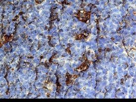 CCL19/MIP‑3 beta  antibody in Human Tonsil by Immunohistochemistry (IHC-P).