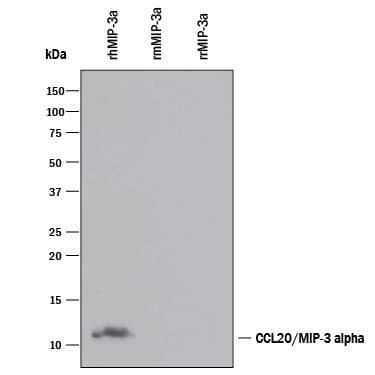 Detection of Recombinant Human CCL20/MIP-3a antibody by Western Blot.