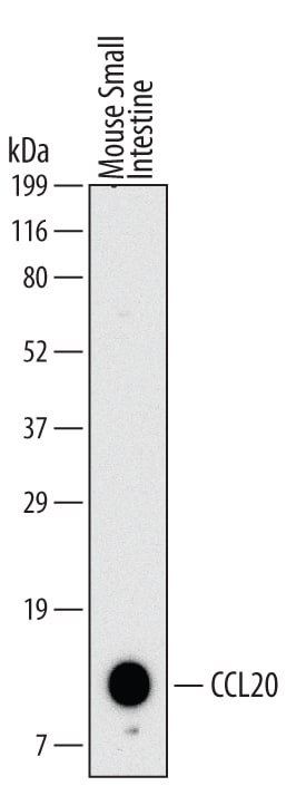 Detection of Mouse CCL20 antibody by Western Blot.
