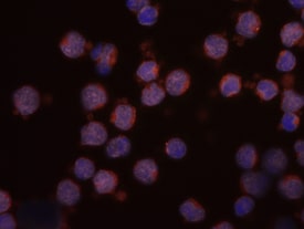 CCL21/6Ckine antibody in Human PBMCs by Immunocytochemistry (ICC).