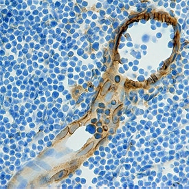 CCL21/6Ckine antibody in Mouse Thymus by Immunohistochemistry (IHC-Fr).