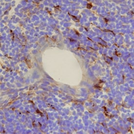 CCL21/6Ckine antibody in Mouse Thymus by Immunohistochemistry (IHC-Fr).