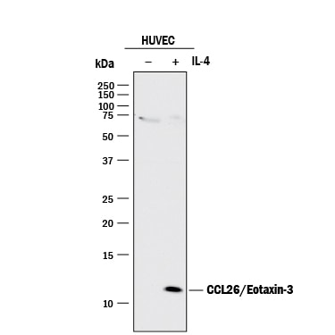 Detection of Human CCL26/Eotaxin-3 antibody by Western Blot.