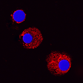 CCL2/JE/MCP-1 antibody in Canine PBMCs by Immunocytochemistry (ICC).