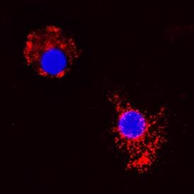 CCL2/JE/MCP-1 antibody in Canine PBMCs by Immunocytochemistry (ICC).
