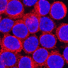 CCL3/MIP-1a antibody in RAW 264 by Immunocytochemistry (ICC).7 Mouse Cell Line by Immunocytochemistry (ICC).