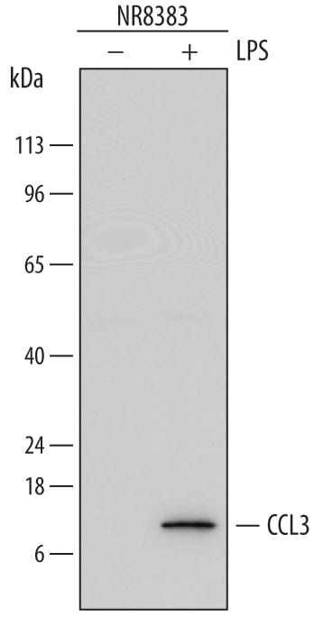 Detection of Rat CCL3/MIP-1a antibody by Western Blot.