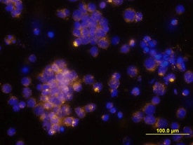 CCL4/MIP-1 beta  antibody in Human PBMCs by Immunocytochemistry (ICC).