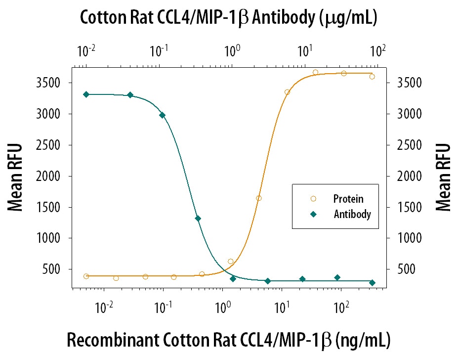 Chemotaxis Induced by CCL4/MIP‑1 beta  and Neutral-ization by Cotton Rat CCL4/ MIP‑1 beta  Antibody.
