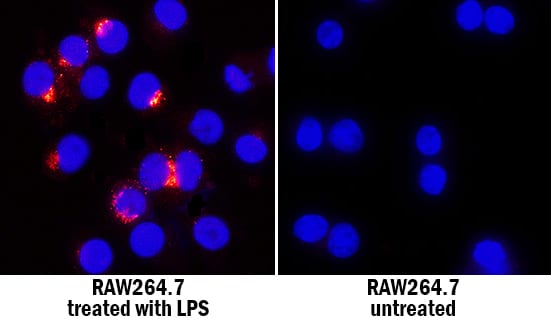 CCL4/MIP-1 beta  antibody in RAW 264 by Immunocytochemistry (ICC).7 Mouse Cell Line by Immunocytochemistry (ICC).