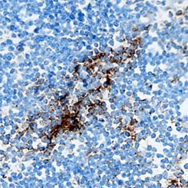 CCL4/MIP-1 beta  antibody in Mouse Small Intestine by Immunohistochemistry (IHC-Fr).