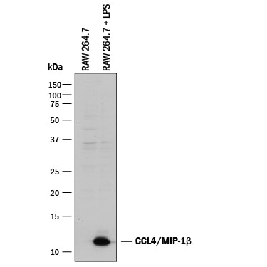 Detection of Mouse CCL4/MIP-1 beta  antibody by Western Blot.