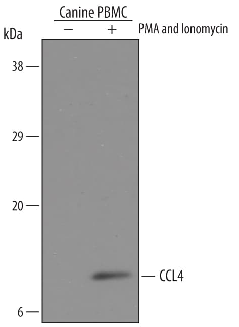 Detection of Canine CCL4/MIP-1 beta  antibody by Western Blot.