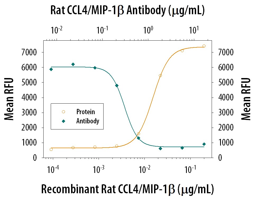 Chemotaxis Induced by CCL4/MIP‑1 beta  and Neutralization by Rat CCL4/MIP‑1 beta  Antibody.