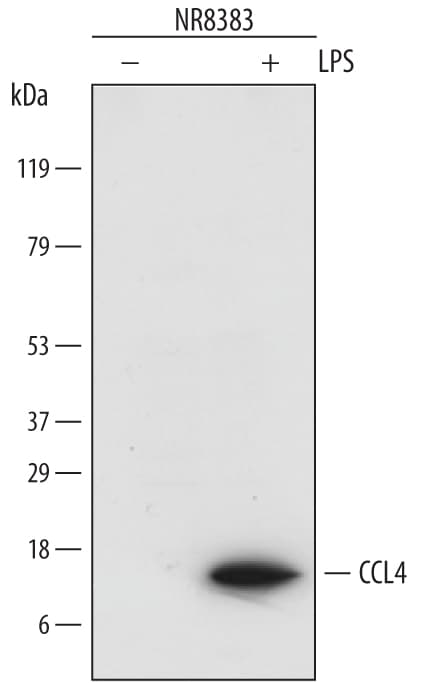 Detection of Rat CCL4/MIP-1 beta  antibody by Western Blot.