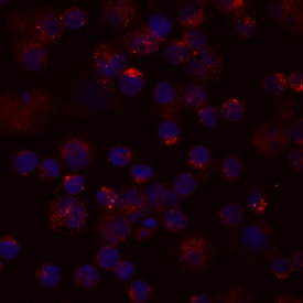 CCL4/MIP‑1 beta  antibody in Human PBMCs by Immunocytochemistry (ICC).