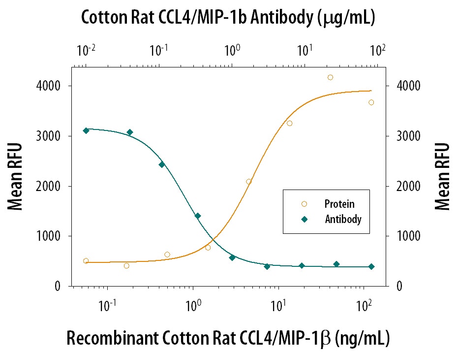 Chemotaxis Induced by CCL4/MIP‑1 beta  and Neutral-ization by Cotton Rat CCL4/MIP‑1 beta  Antibody.