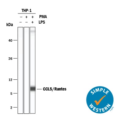 Detection of Human CCL5/RANTES antibody by Simple WesternTM.