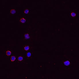 CCL5/RANTES antibody in Mouse Splenocytes by Immunocytochemistry (ICC).