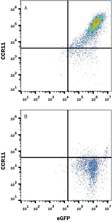Detection of CCR11 antibody in HEK293 Human Cell Line Transfected with Human CCR11 and eGFP antibody by Flow Cytometry.
