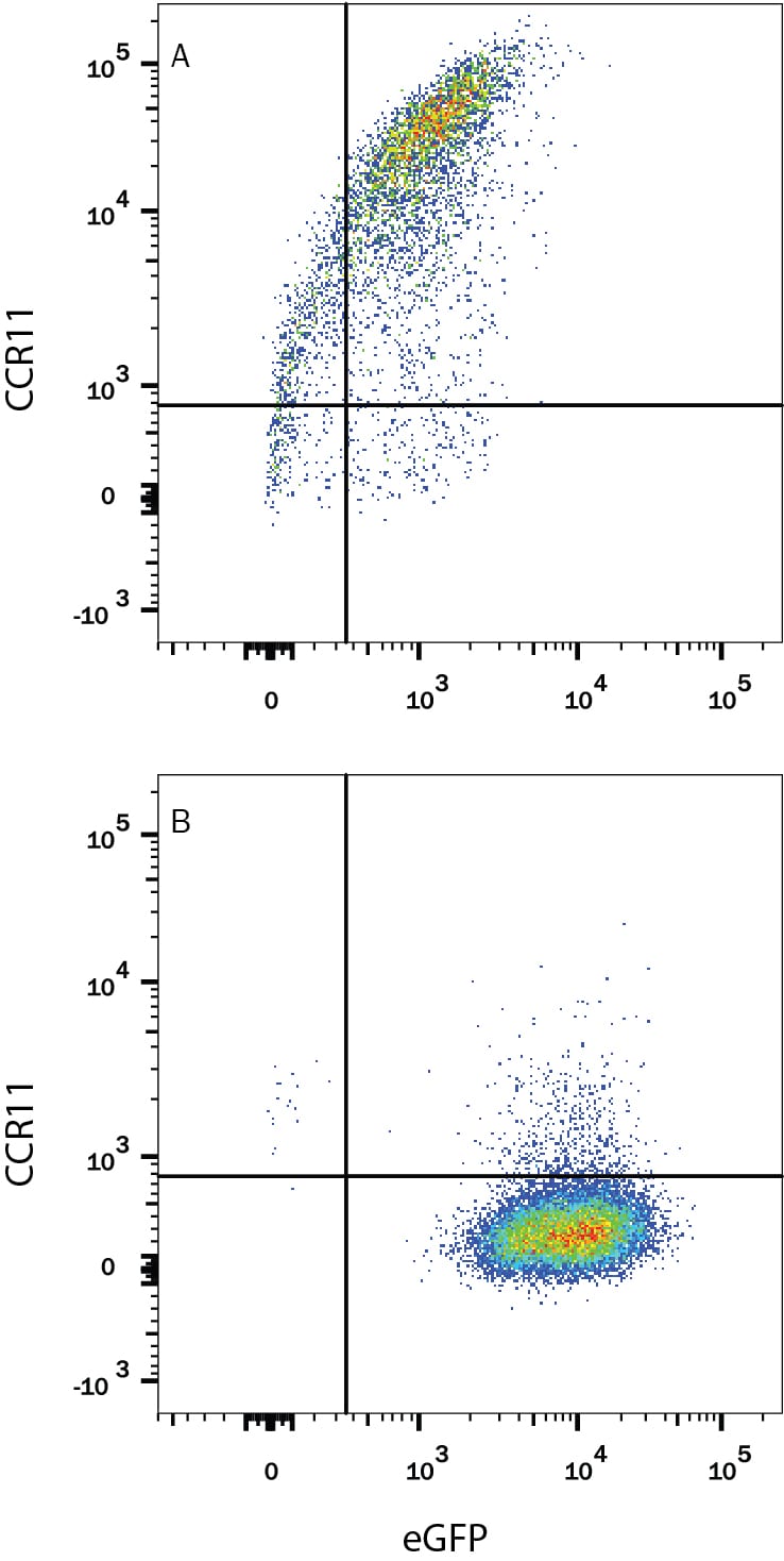 Detection of CCR11 antibody in HEK293 Human Cell Line Transfected with Human CCR11 and eGFP antibody by Flow Cytometry.