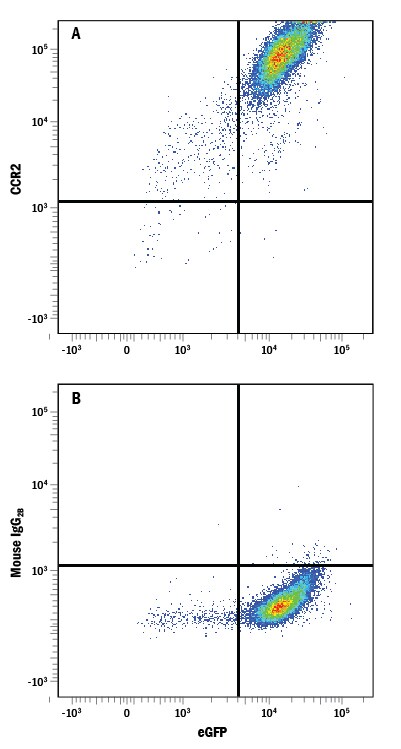 Detection of CCR2 antibody in HEK293 Human Cell Line Transfected with Rat CCR2 and eGFP antibody by Flow Cytometry.