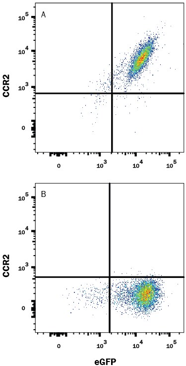 Detection of CCR2 antibody in HEK293 Human Cell Line Transfected with Rat CCR2 and eGFP antibody by Flow Cytometry.