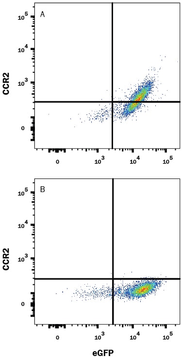 Detection of CCR2 antibody in HEK293 Human Cell Line Transfected with Rat CCR2 and eGFP antibody by Flow Cytometry.
