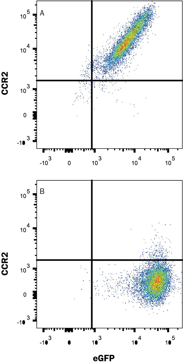 Detection of CCR2 antibody in NS0 Mouse Cell Line Transfected with Mouse CCR2 and eGFP antibody by Flow Cytometry.