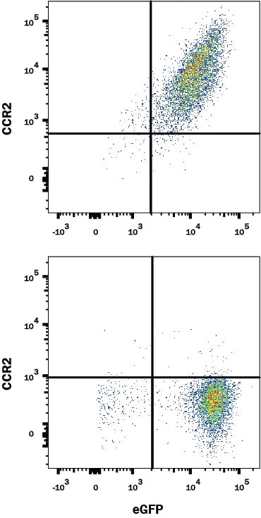 Detection of CCR2 antibody in NS0 Mouse Cell Line Transfected with Mouse CCR2 and eGFP antibody by Flow Cytometry.