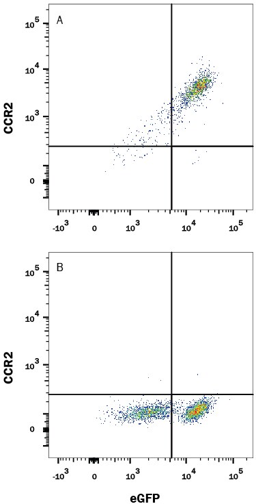 Detection of CCR2 antibody in HEK293 Human Cell Line Transfected with Rat CCR2 and eGFP antibody by Flow Cytometry.