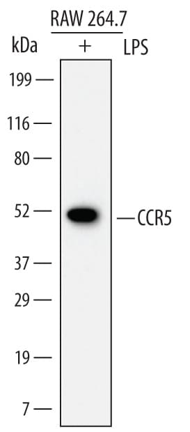 Detection of Mouse CCR5 antibody by Western Blot.