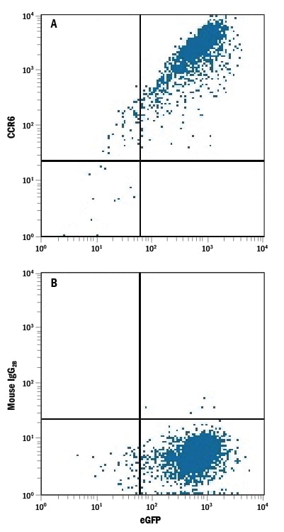 Detection of CCR6 antibody in HEK293 Human Cell Line Transfected with Rat CCR6 and eGFP antibody by Flow Cytometry.