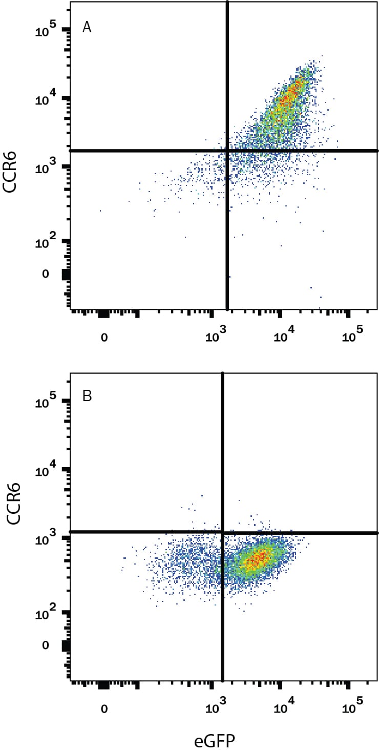 Detection of CCR6 antibody in HEK293 Human Cell Line Transfected with Rat CCR6 and eGFP antibody by Flow Cytometry.
