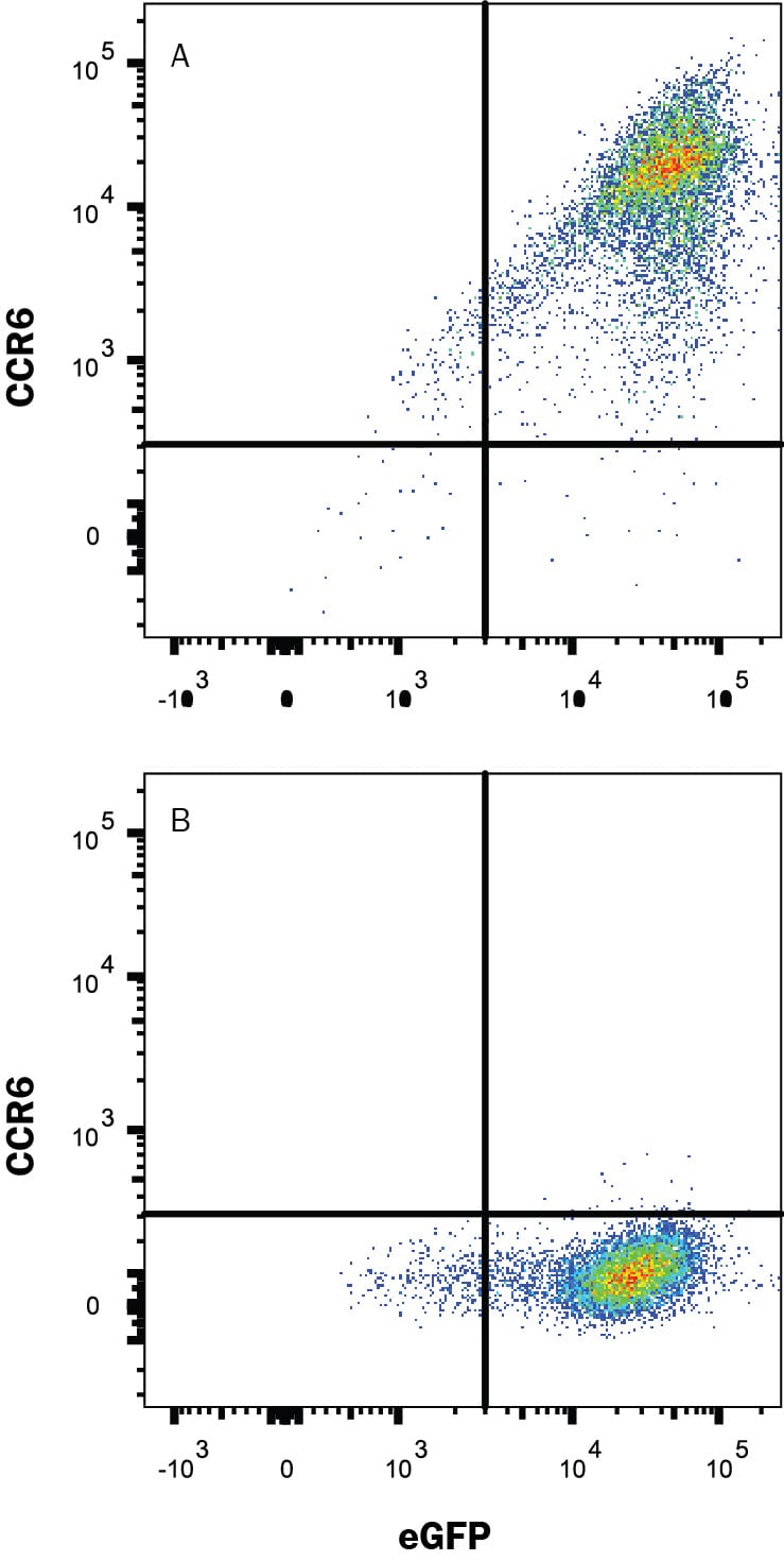 Detection of CCR6 antibody in HEK293 Human Cell Line Transfected with Rat CCR6 and eGFP antibody by Flow Cytometry
