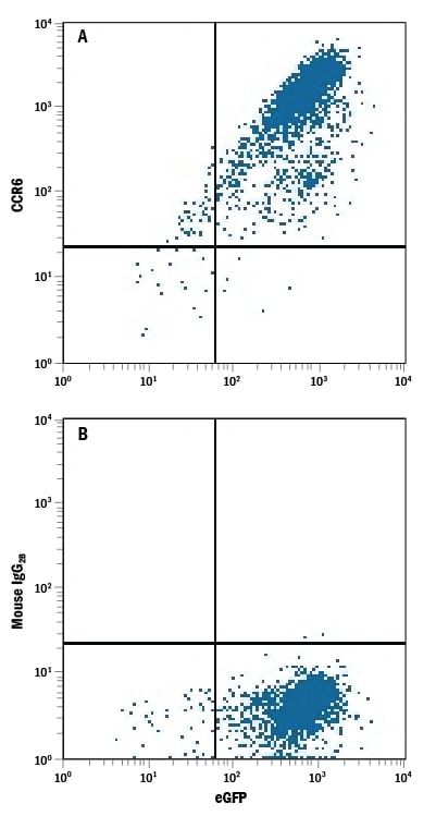 Detection of CCR6 antibody in HEK293 Human Cell Line Transfected with Rat CCR6 and eGFP antibody by Flow Cytometry.