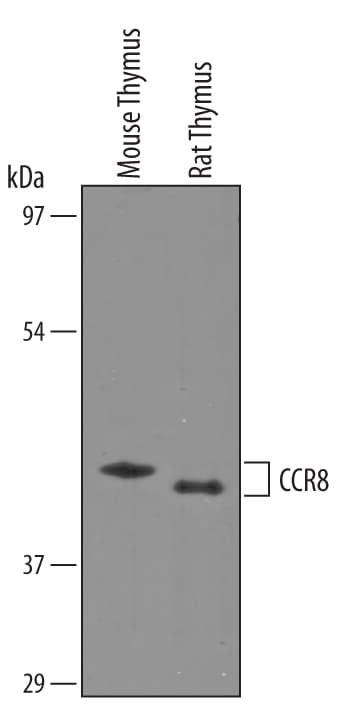 Detection of Mouse and Rat CCR8 antibody by Western Blot.