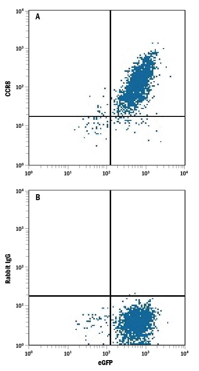 Detection of CCR8 antibody in HEK293 Human Cell Line Transfected with Mouse CCR8 and eGFP antibody by Flow Cytometry.