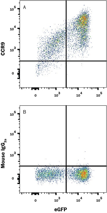 Detection of CCR9 antibody in HEK293 Human Cell Line Transfected with Human CCR9 and eGFP antibody by Flow Cytometry.